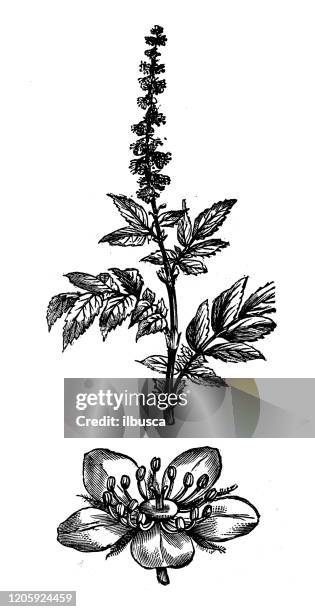 stockillustraties, clipart, cartoons en iconen met antieke plantkundeillustratie: agrimonia eupatoria, agrimony, kerksteeples, sticklewort - agrimonia-eupatoria