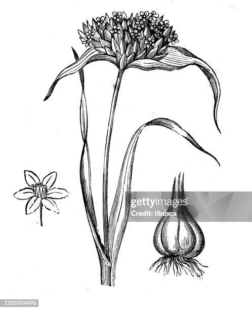 antique botany illustration: garlic - garlic stock illustrations