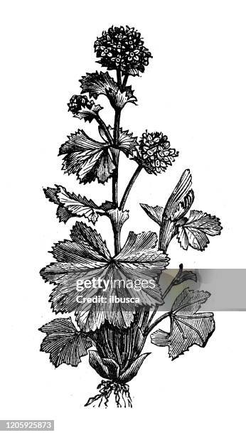 ilustraciones, imágenes clip art, dibujos animados e iconos de stock de ilustración de botánica antigua: alchemilla vulgaris - pie de león