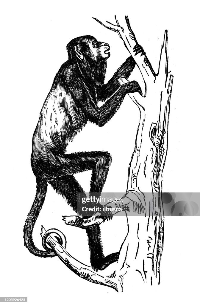 Antique animal illustration: Stentor ursinus, Stentor seniculus