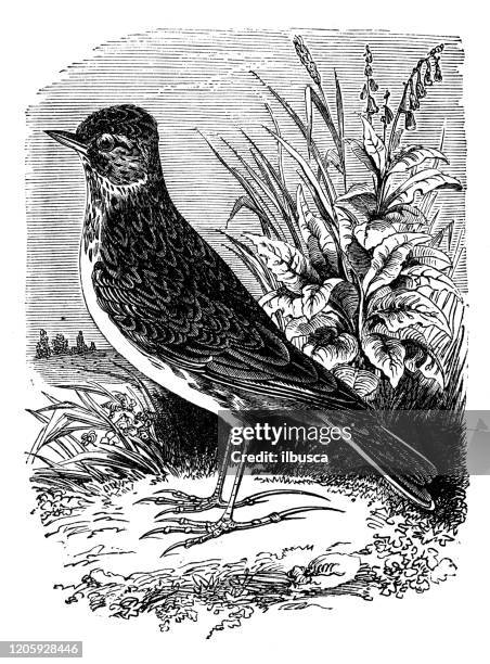 antique animal illustration: eurasian skylark (alauda arvensis) - alauda arvensis stock illustrations
