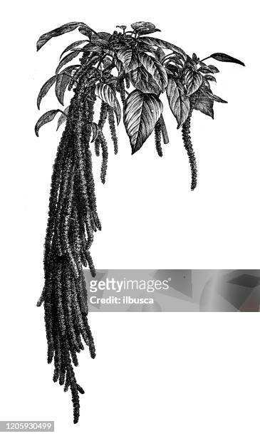 antike botanik illustration: amaranthus caudatus, liebe-lügen-blutung, anhänger amaranth, quaste blume, samt blume, fuchsschwanz amaranth - amarant stock-grafiken, -clipart, -cartoons und -symbole