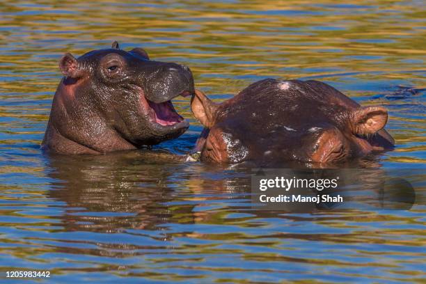hippo mother has her baby nibbling her ear in masai mara. - baby hippo stock pictures, royalty-free photos & images