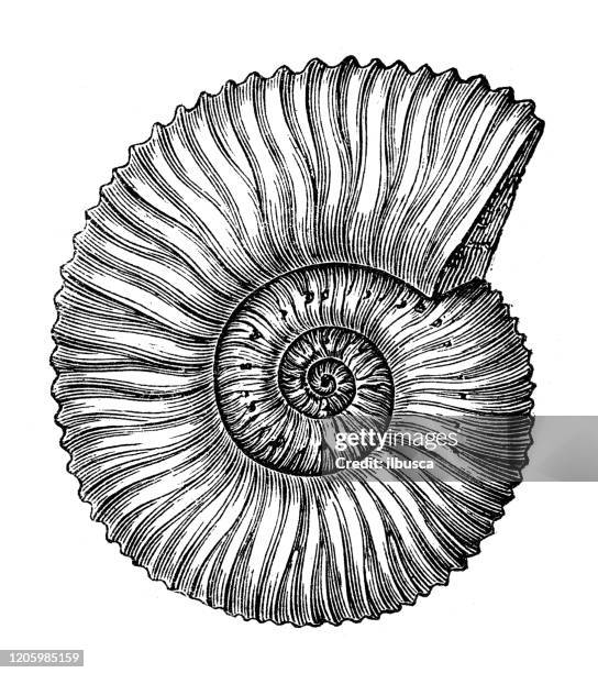illustrazioni stock, clip art, cartoni animati e icone di tendenza di illustrazione animale antica: duncan ammonoid - ammonite