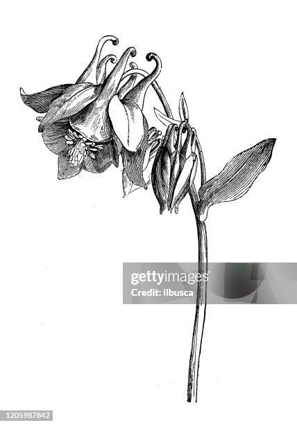 antike botanik illustration: aquilegia, oma motorhaube, columbine - columbine flower stock-grafiken, -clipart, -cartoons und -symbole