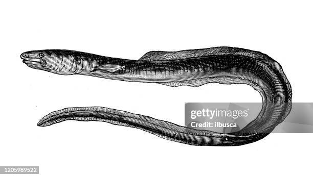 antique animal illustration: european conger (conger conger) - conger eel stock illustrations
