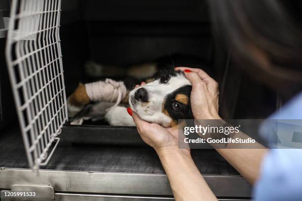 cane malato - sfruttamento degli animali foto e immagini stock