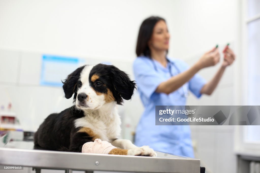 Dog Getting Tested Dog On A Medical Test High-Res Stock Photo - Getty Images