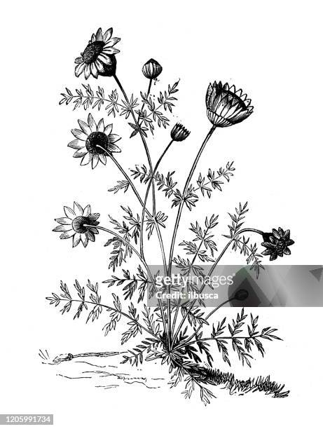 antique botany illustration: anthemis, chamomile - chamomile plant stock illustrations