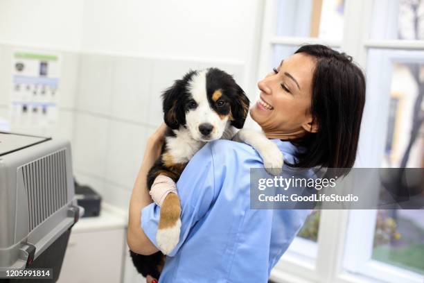 happy patient - veterinario imagens e fotografias de stock