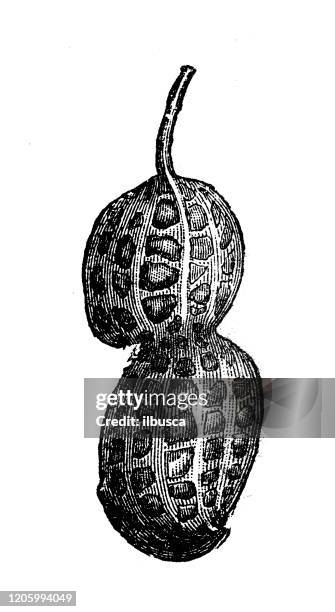 antique botany illustration: peanut - peanuts stock illustrations