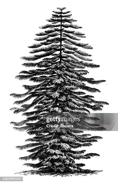 stockillustraties, clipart, cartoons en iconen met antieke plantkundeillustratie: araucaria heterophylla, de eilandpijnboom van norfolk - east anglia