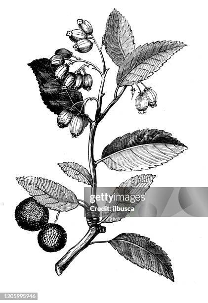 ilustraciones, imágenes clip art, dibujos animados e iconos de stock de ilustración de botánica antigua: arbutus unedo, strawberry tree - madroño del pacífico