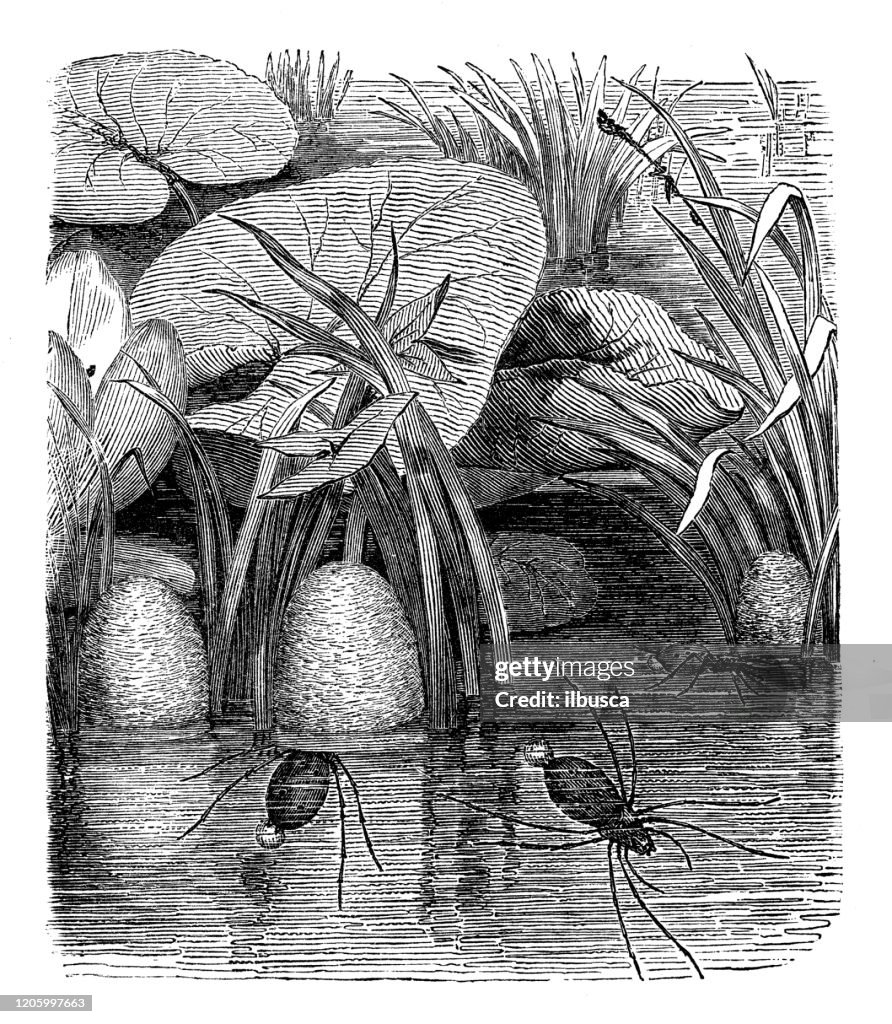 Antique animal illustration: diving bell spider, water spider, Argyroneta aquatica