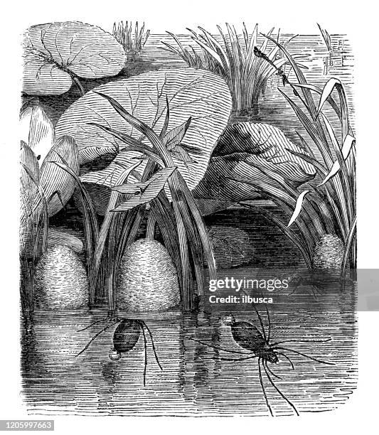 antique animal illustration: diving bell spider, water spider, argyroneta aquatica - argyroneta aquatica stock illustrations