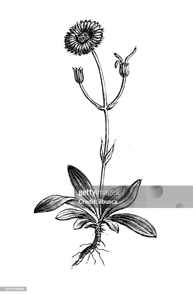 Antique botany illustration: