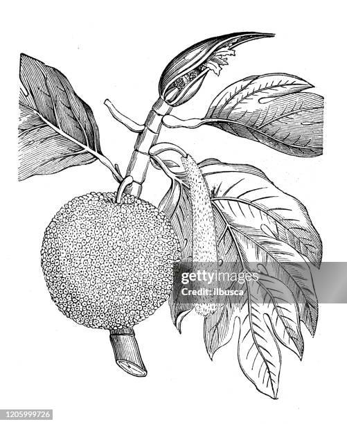 antique botany illustration: breadfruit (artocarpus altilis) - jackfruit stock illustrations