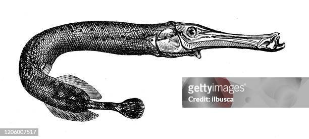 antique animal illustration: aulostome - snipefish stock illustrations