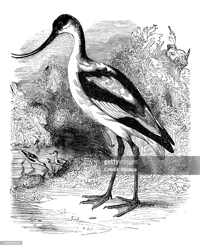 Antique animal illustration: pied avocet (Recurvirostra avosetta)