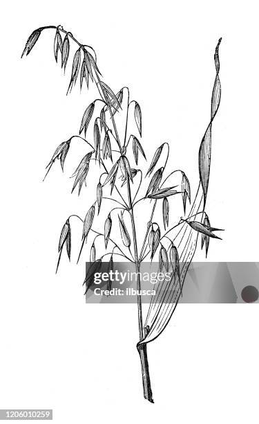 antique botany illustration: oat (avena sativa) - avena stock illustrations