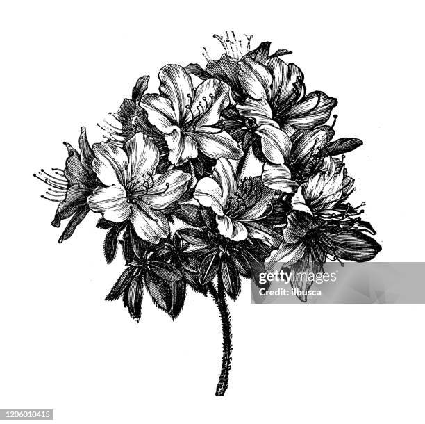 antique botany illustration: azalea - rhododendron stock illustrations