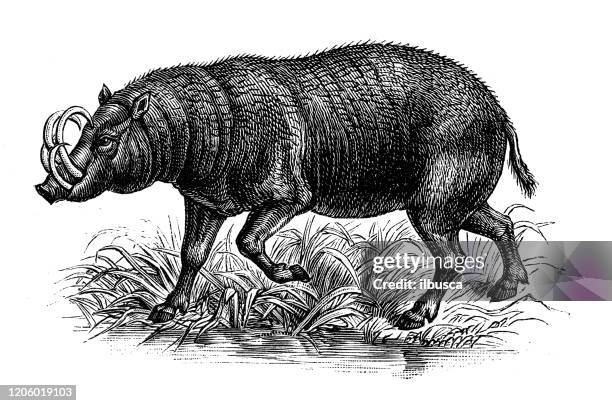 antique animal illustration: babirusa - babirusa stock illustrations