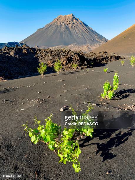 Traditional viniculture in the Cha de Caldeiras,. Stratovolcano mount Pico do Fogo. Fogo Island , part of Cape Verde in the central atlantic..