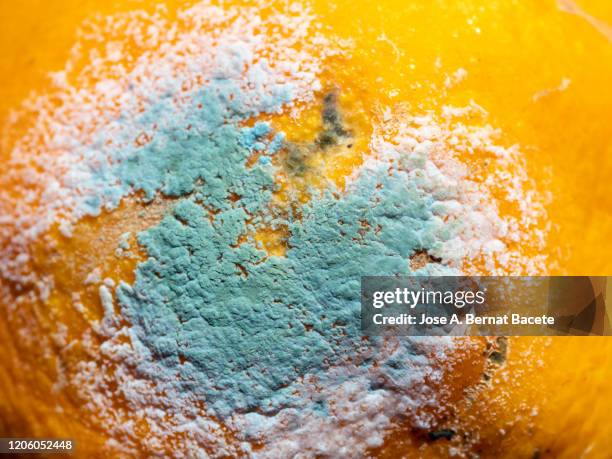 full frame of rotten orange. moldy orange - moldy fruit stock pictures, royalty-free photos & images
