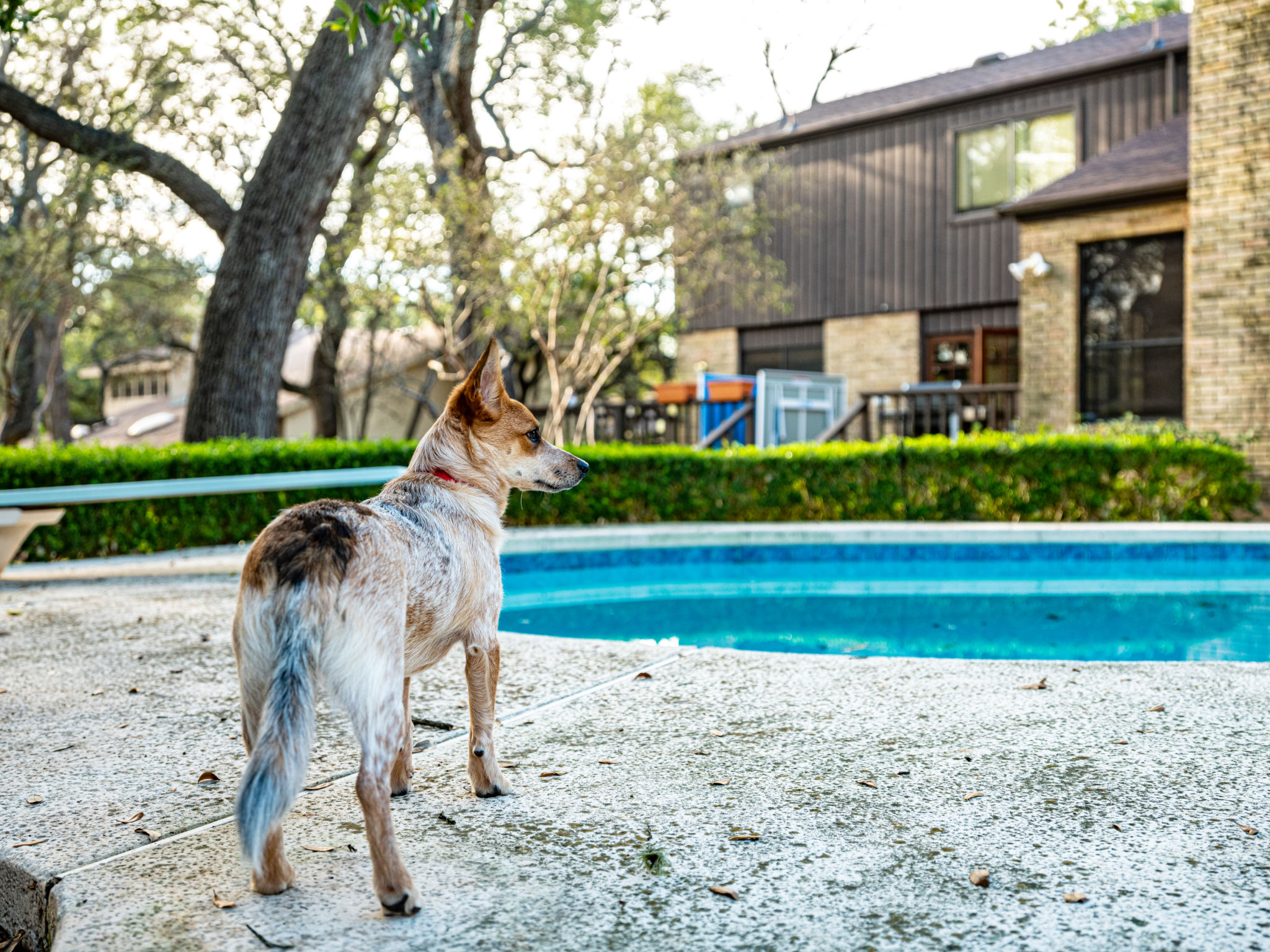dog texas weather