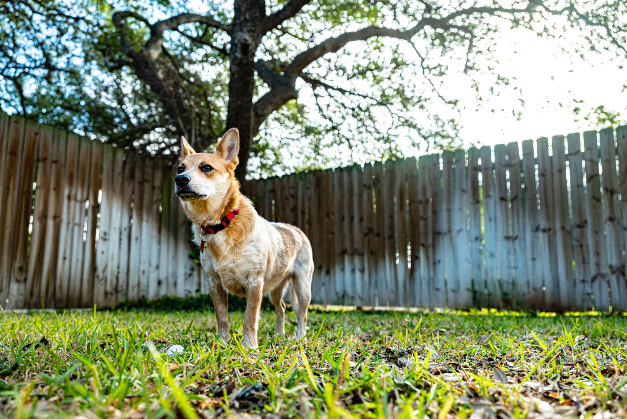 texas weather pets