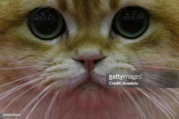 Cat is seen during the International Cat Show "Catsburg" 2019 exhibition at the Crocus Expo Exhibition Center in Moscow, Russia on March 08, 2020.