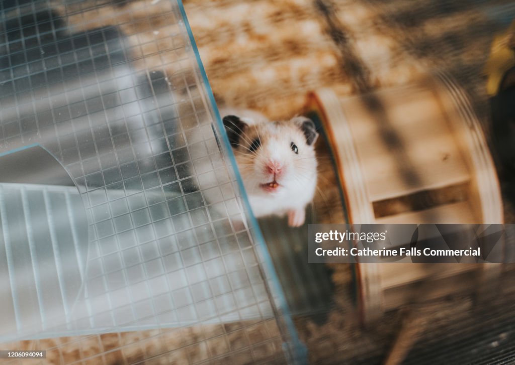 Hamster in Cage