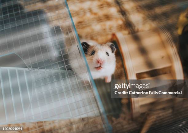 hamster in cage - trapped stock pictures, royalty-free photos & images