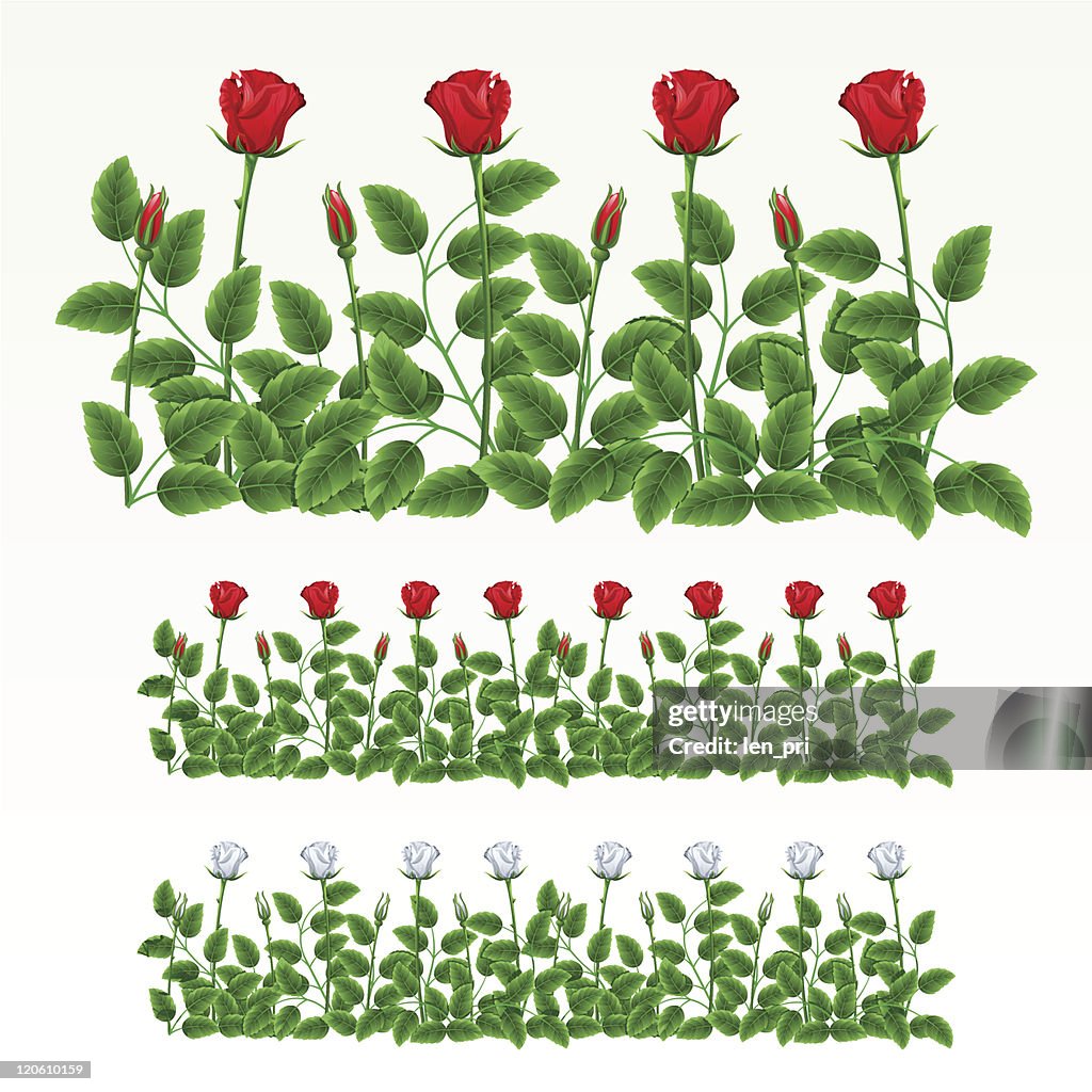 February Roses Borders Border Of Roses High-Res Vector Graphic - Getty Images