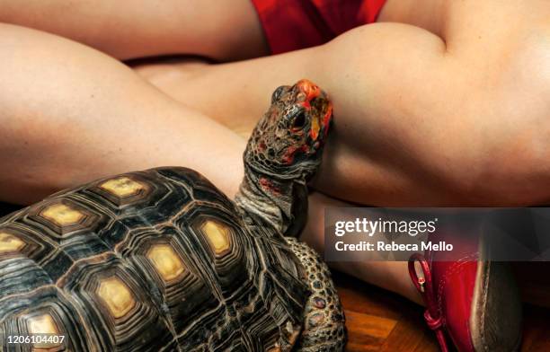 a turtle supporting head on female leg - turtle on back stock pictures, royalty-free photos & images