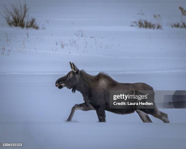 a moose grazes in yellowstone - white moose stock pictures, royalty-free photos & images