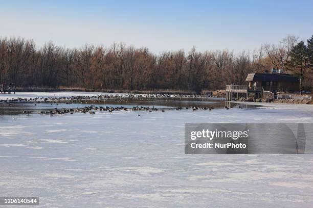 Canada geese rest on the ice of a frozen pond at the Toogood Pond Park in the small historic town of Unionville, Ontario, Canada on March 7, 2020.