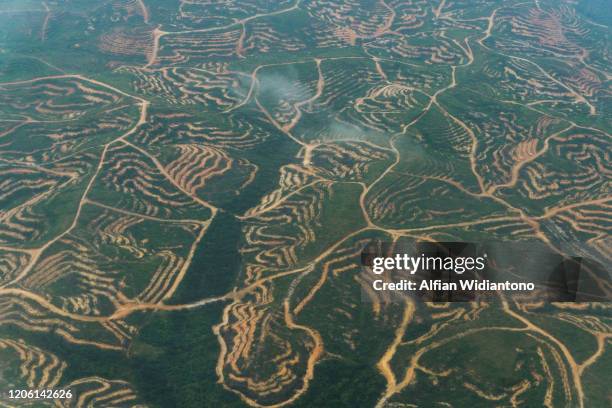 deforestation - eiland borneo stockfoto's en -beelden