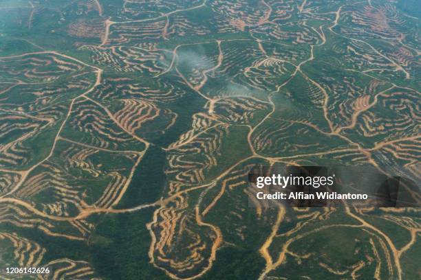 deforestation - 婆羅洲島 個照片及圖片檔