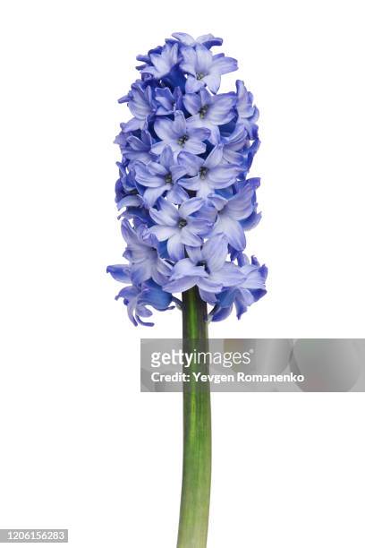 hyacinth flower isolated on white background - hyacinth stock pictures, royalty-free photos & images