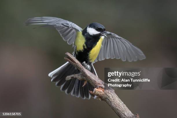 great tit landing - kohlmeise stock-fotos und bilder