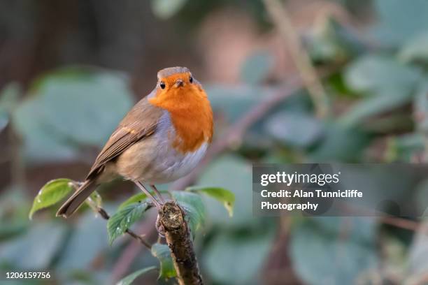Robi Rasmi Robin Wallpaper - Fotografias e Filmes do Acervo - Getty Images
