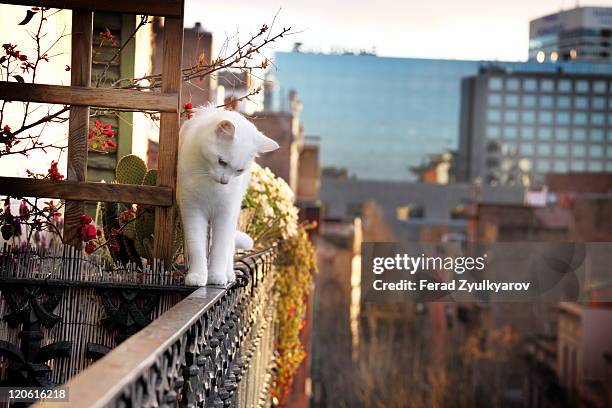 white cat - balkong bildbanksfoton och bilder