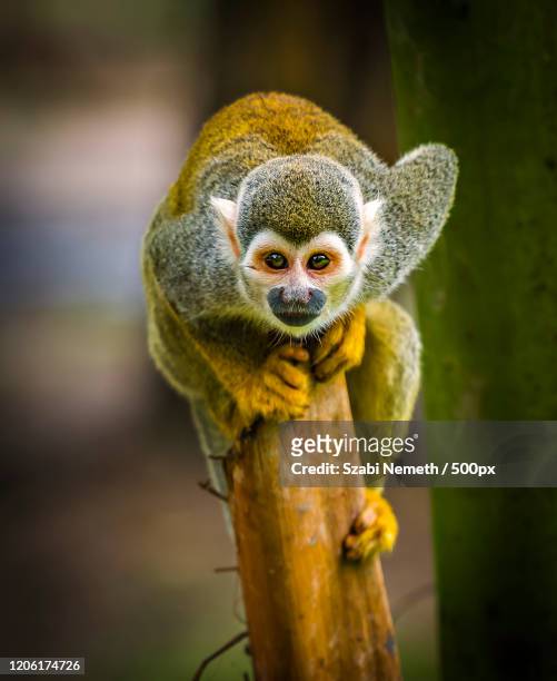 portrait of squirrel monkey (saimiri sciureus) - dödskalleapa bildbanksfoton och bilder