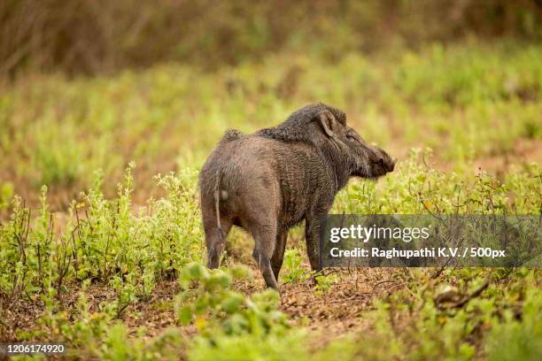 193 Indian Wild Boars Stock Photos, High-Res Pictures, and Images ...
