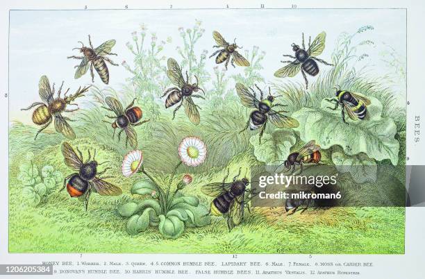 old engraved illustration of bees. antique illustration, popular encyclopedia published 1894. copyright has expired on this artwork - bee stock illustrations stock pictures, royalty-free photos & images