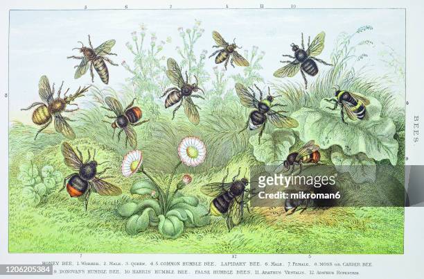old engraved illustration of bees. antique illustration, popular encyclopedia published 1894. copyright has expired on this artwork - bee stock illustrations imagens e fotografias de stock