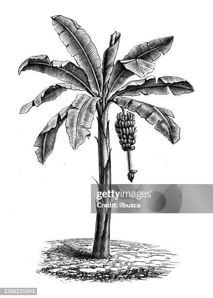 antique botany illustration: banana tree - banana tree stock illustrations