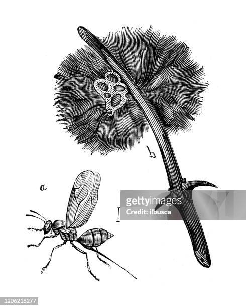 stockillustraties, clipart, cartoons en iconen met antieke dierlijke illustratie: cynips (galwesp) en rosae van diplolepis - gal