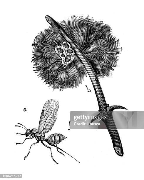 stockillustraties, clipart, cartoons en iconen met antieke dierlijke illustratie: cynips (galwesp) en rosae van diplolepis - galappel
